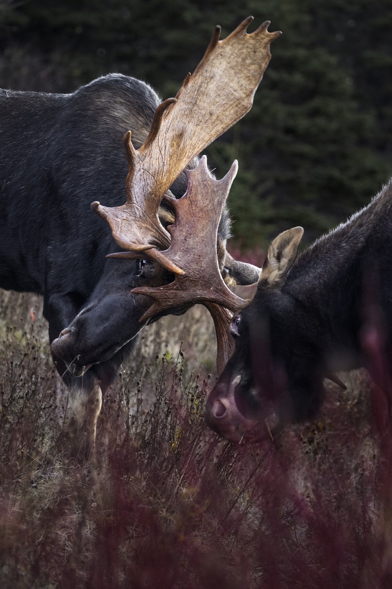 Moose - Autumn 078