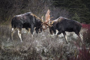 Moose - Autumn 079