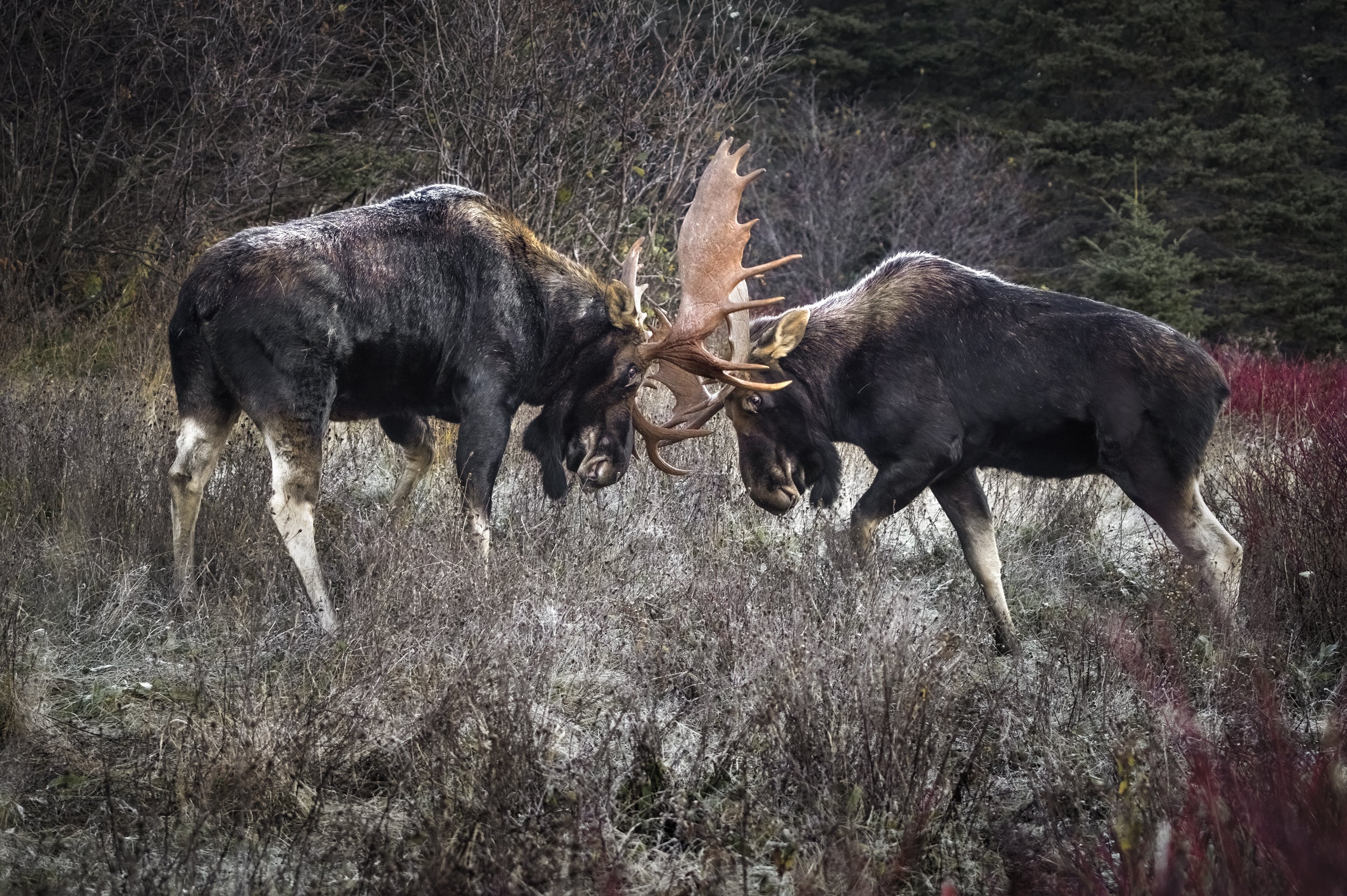 Moose - Autumn 079