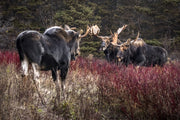 Moose - Fall 080