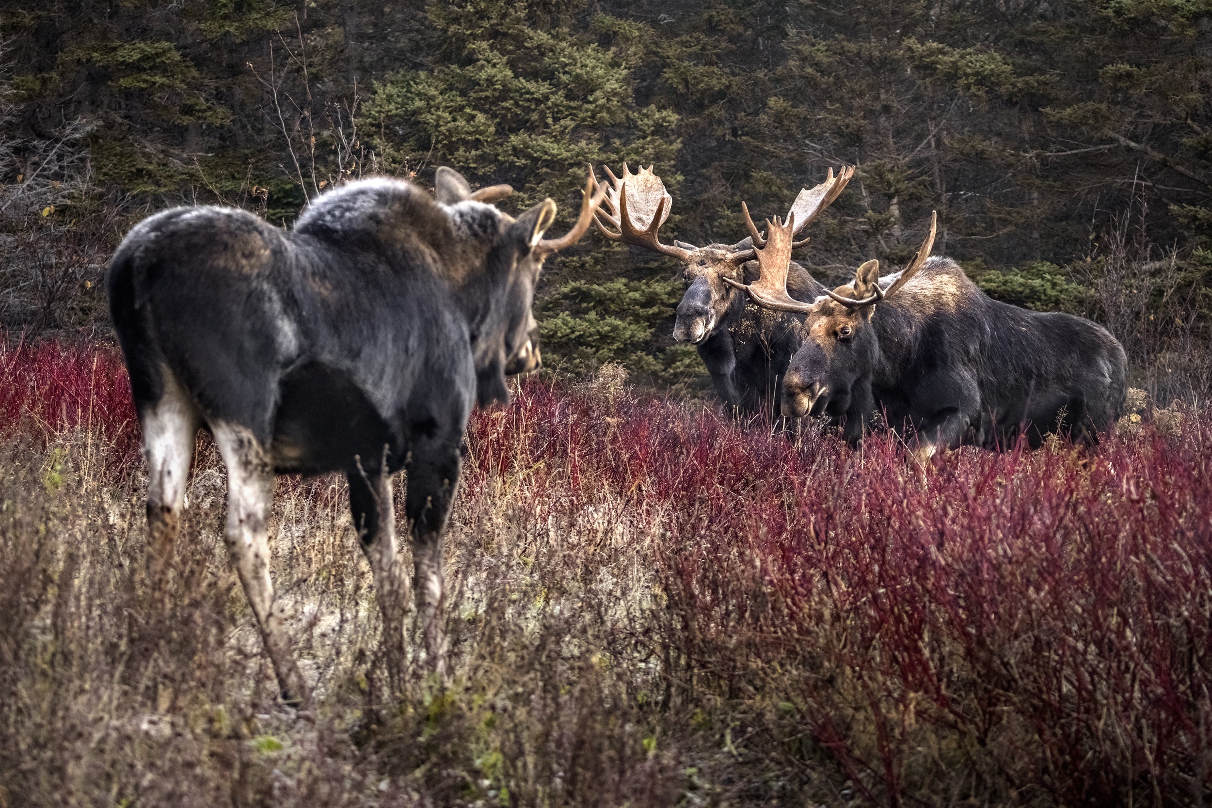 Moose - Fall 080