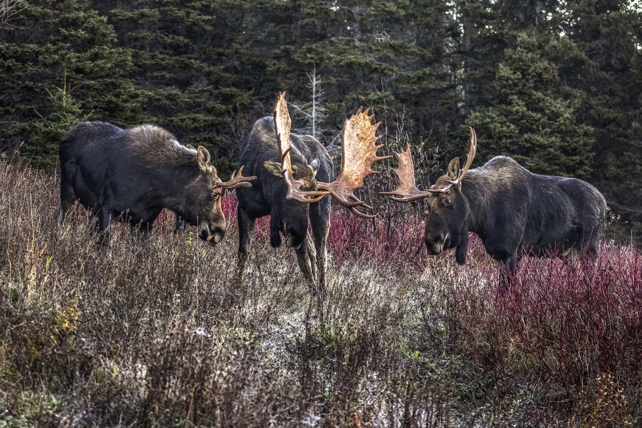 Moose - Autumn 082