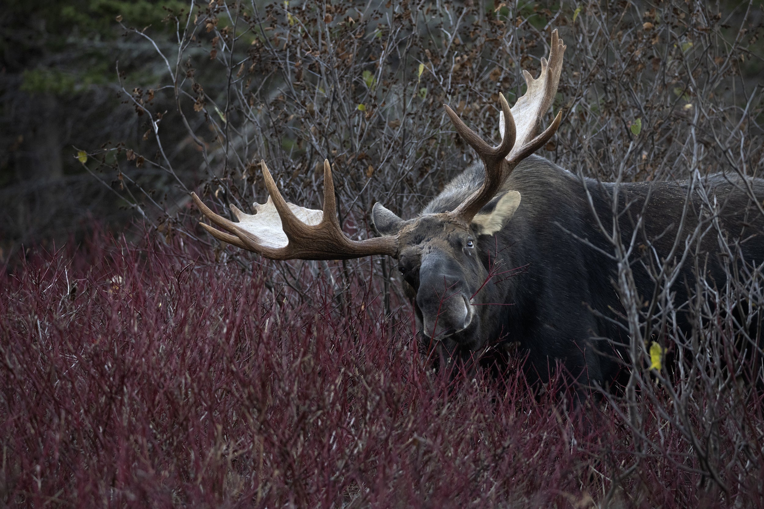 Moose - Autumn 084
