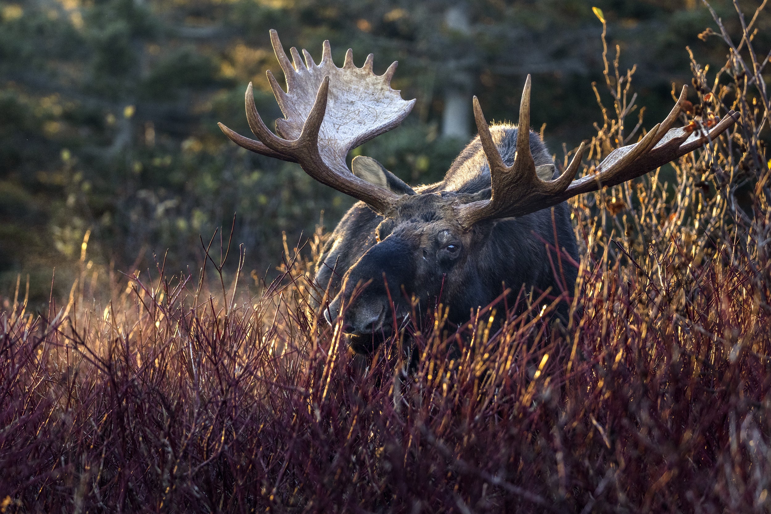 Moose - Autumn 085