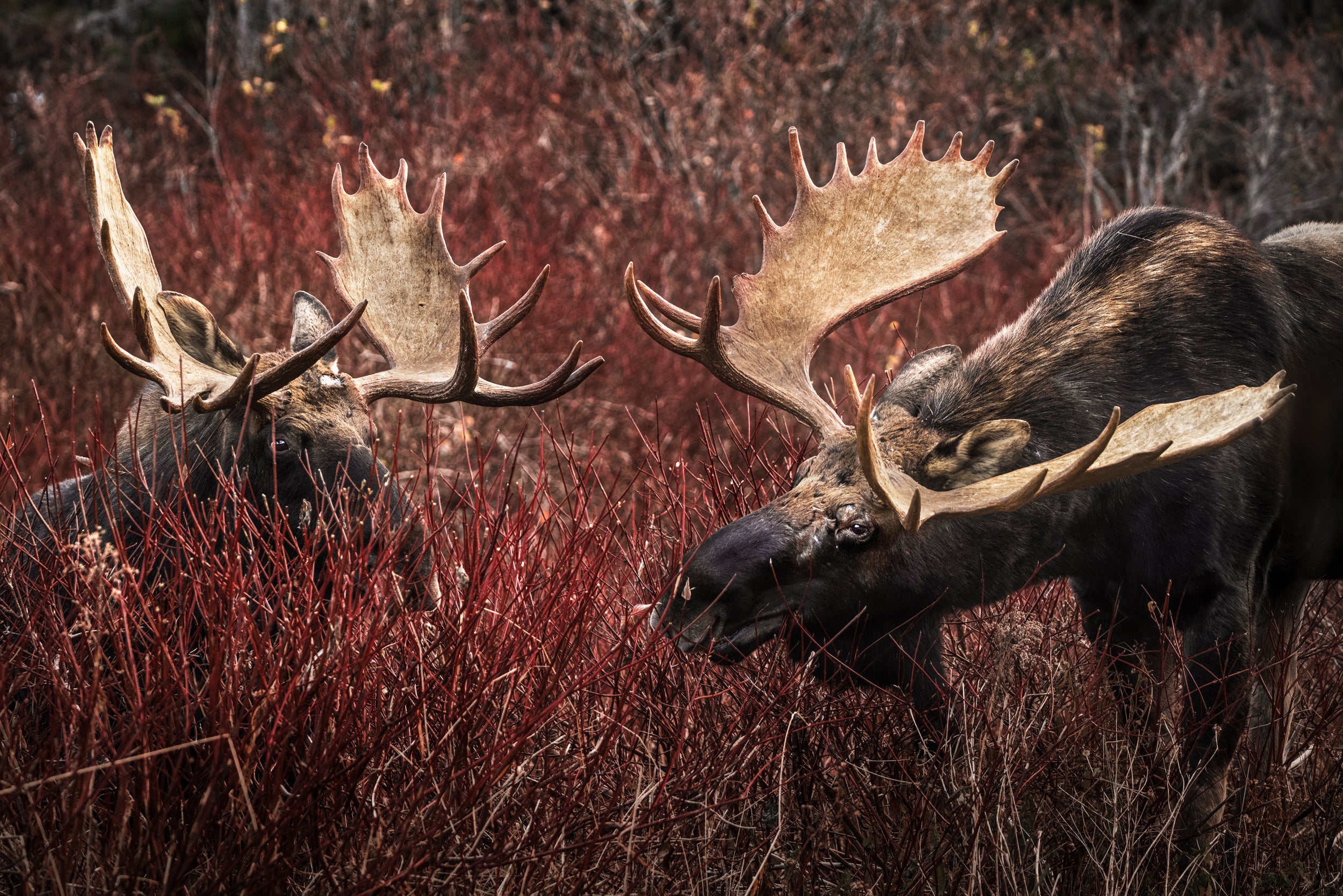 Moose - Autumn 086