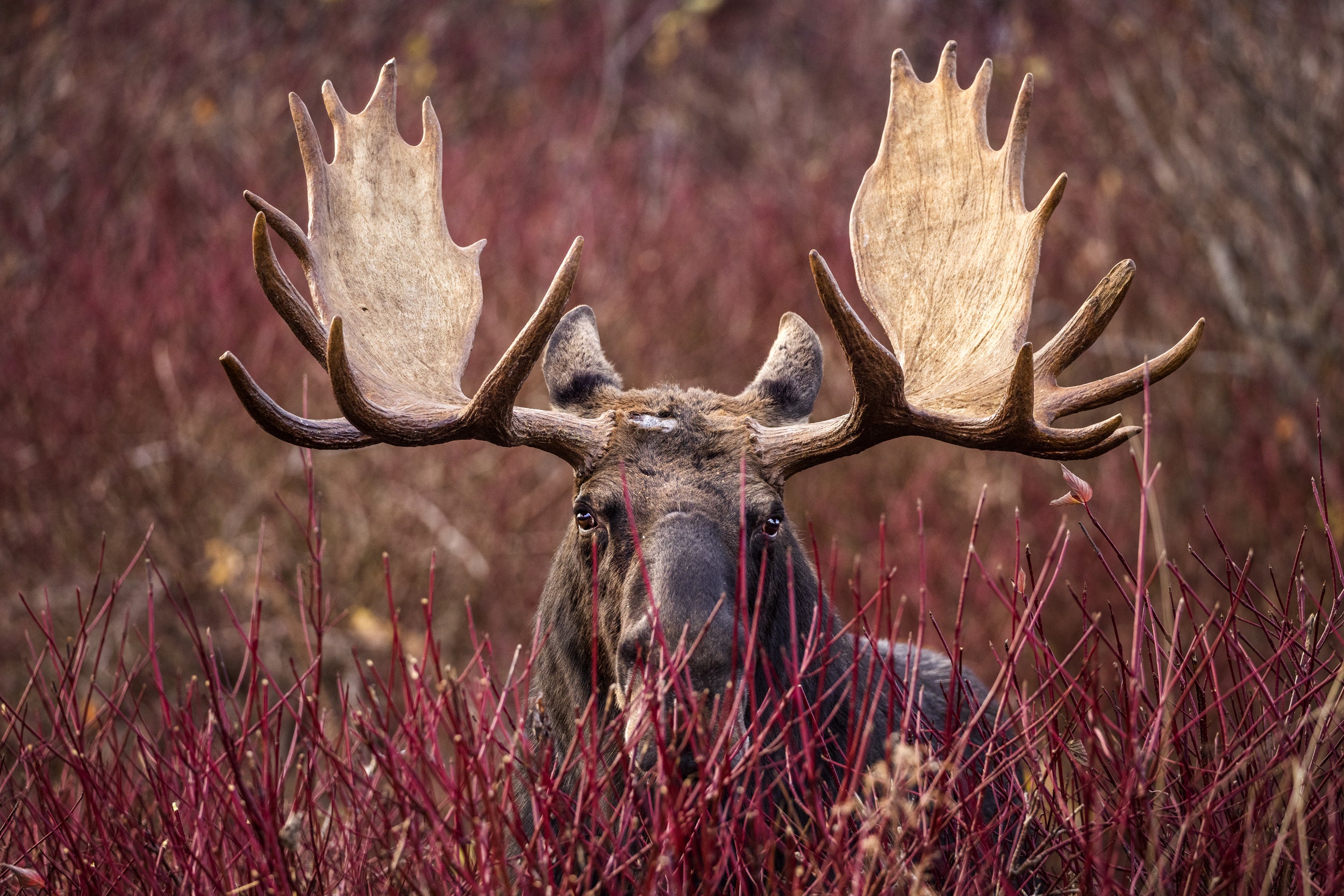 Moose - Autumn 087