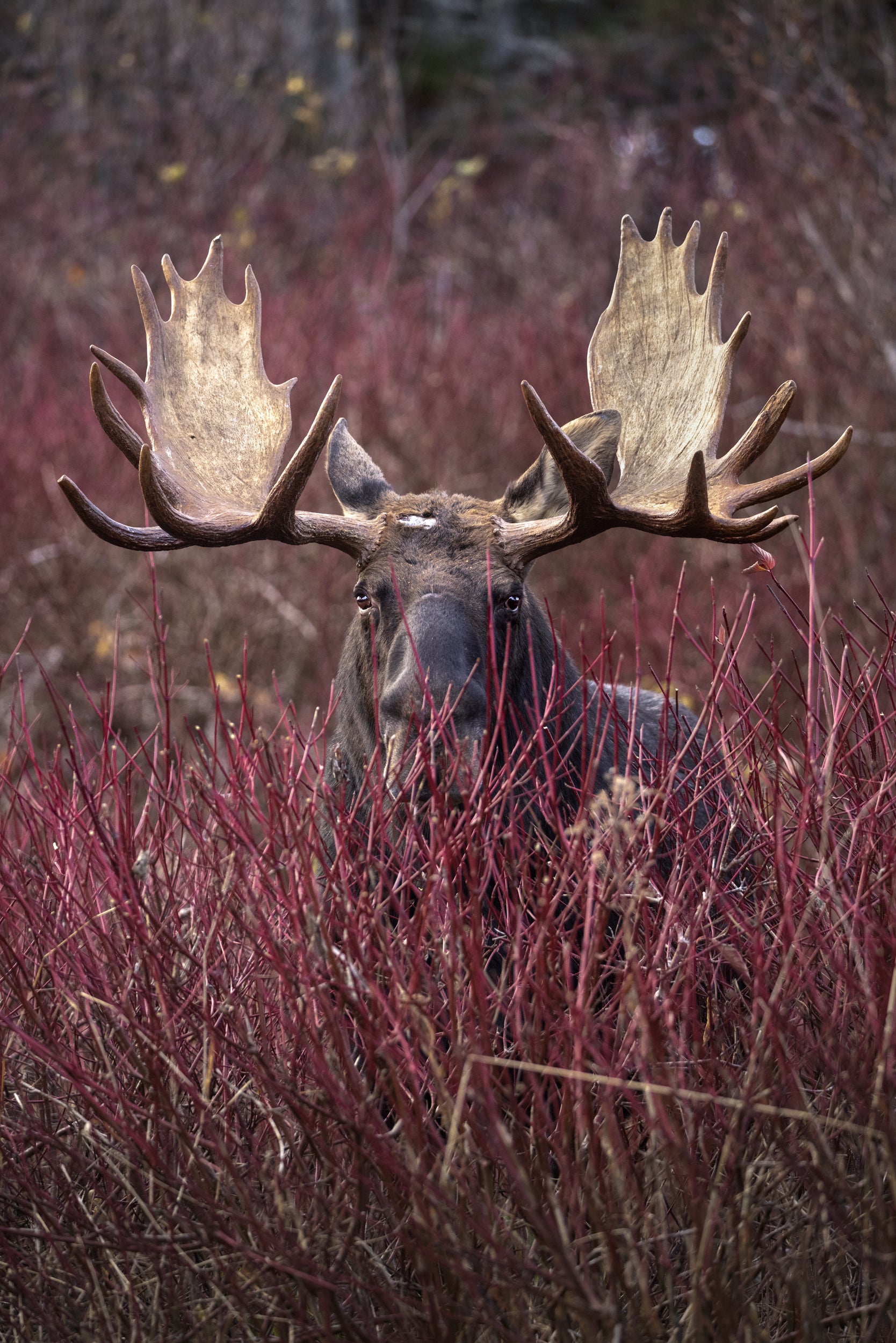 Moose - Autumn 088