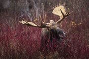 Moose - Autumn 089
