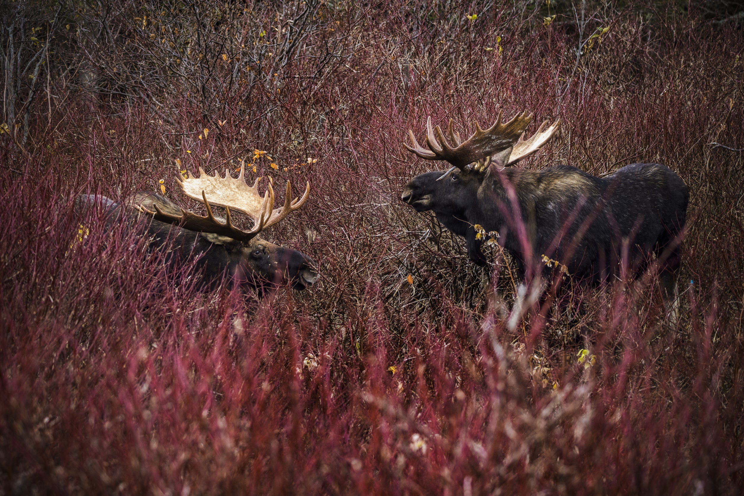 Moose - Fall 090