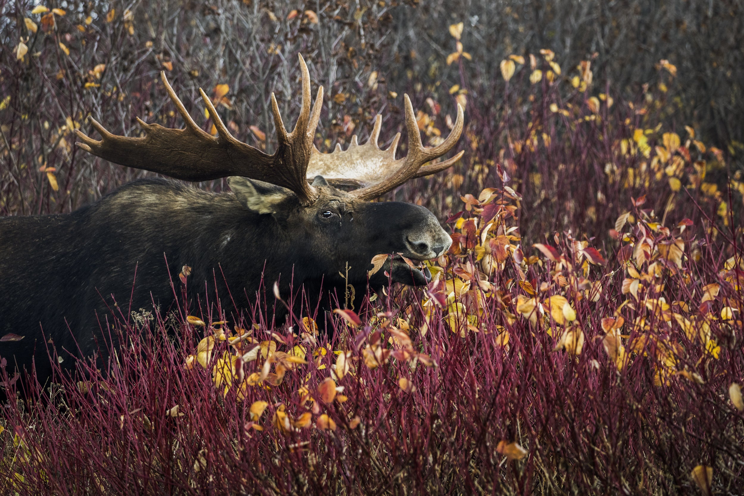 Moose - Fall 092