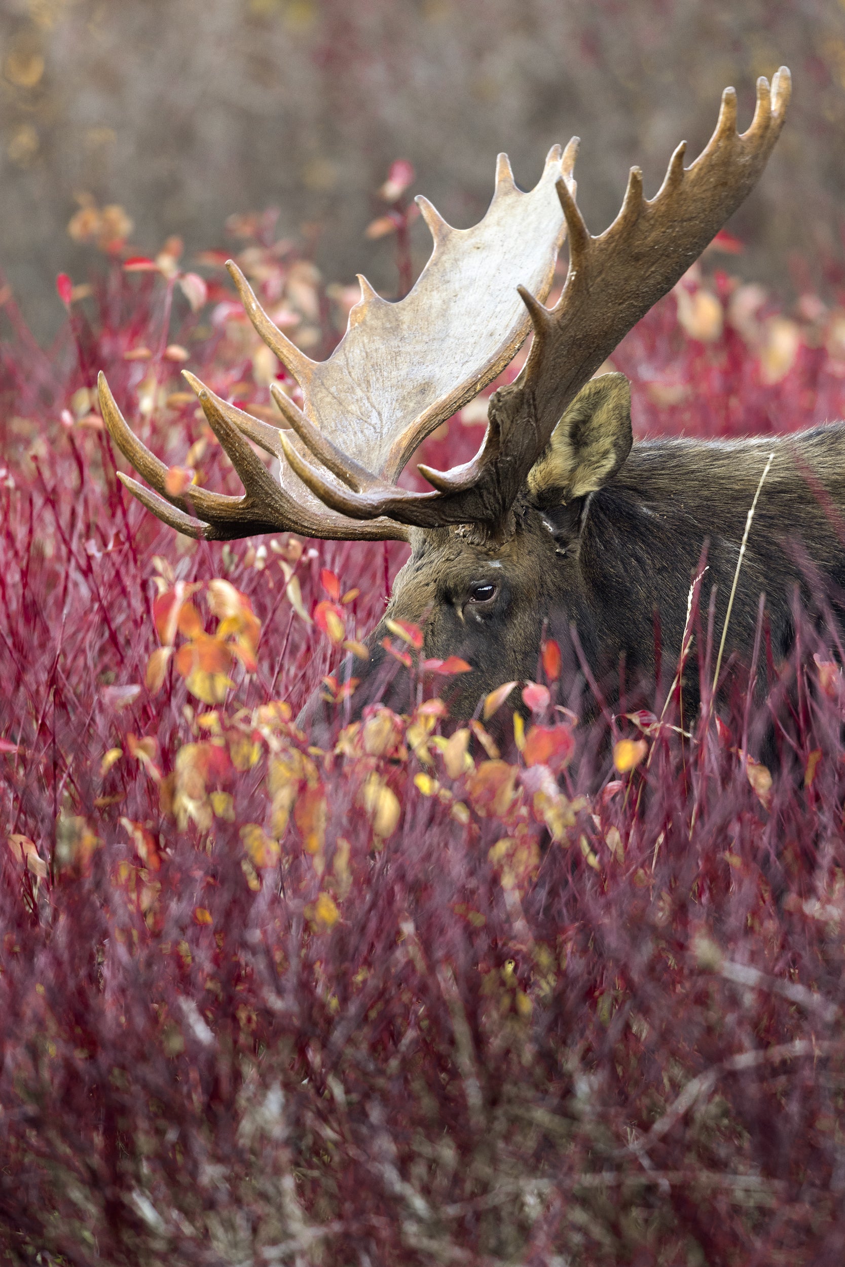 Moose - Fall 093