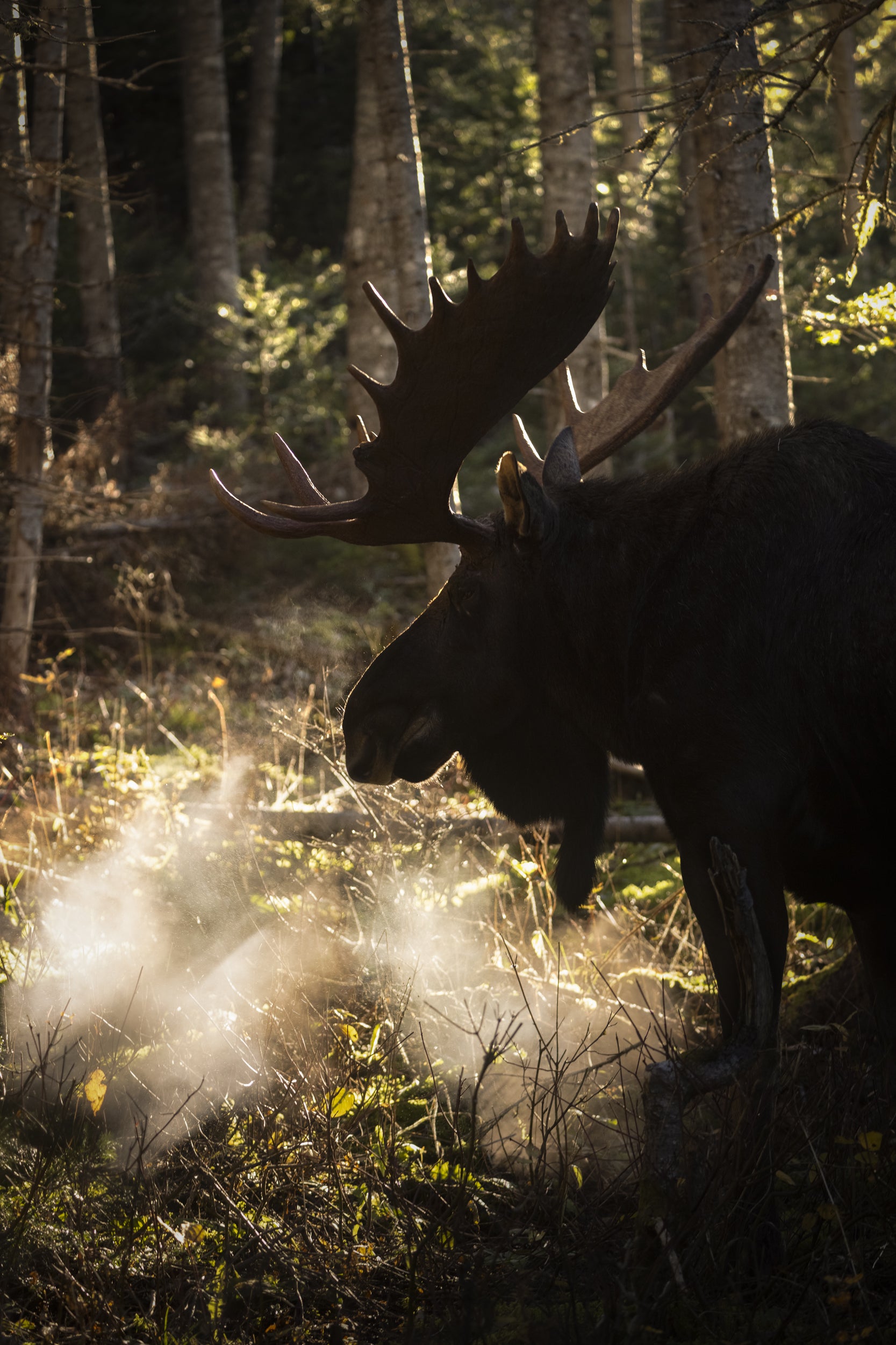 Moose - Autumn 094