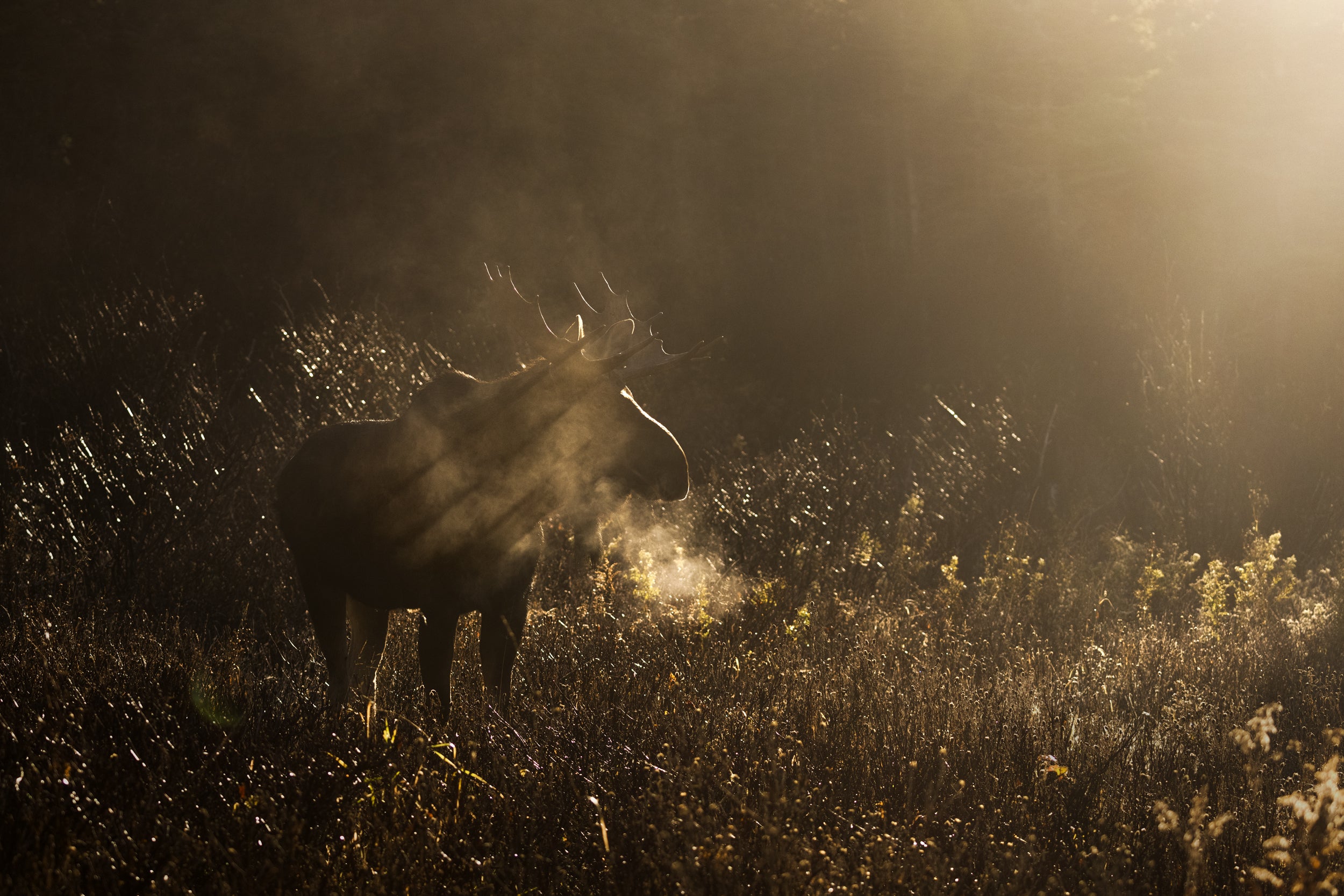 Moose - Autumn 095