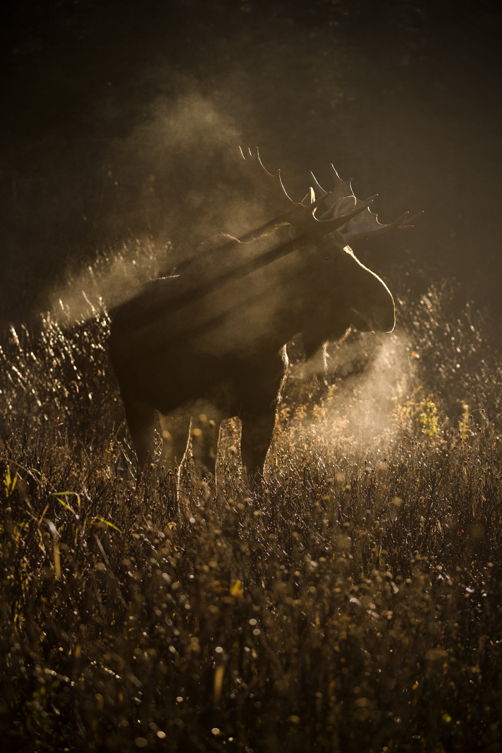 Moose - Autumn 096