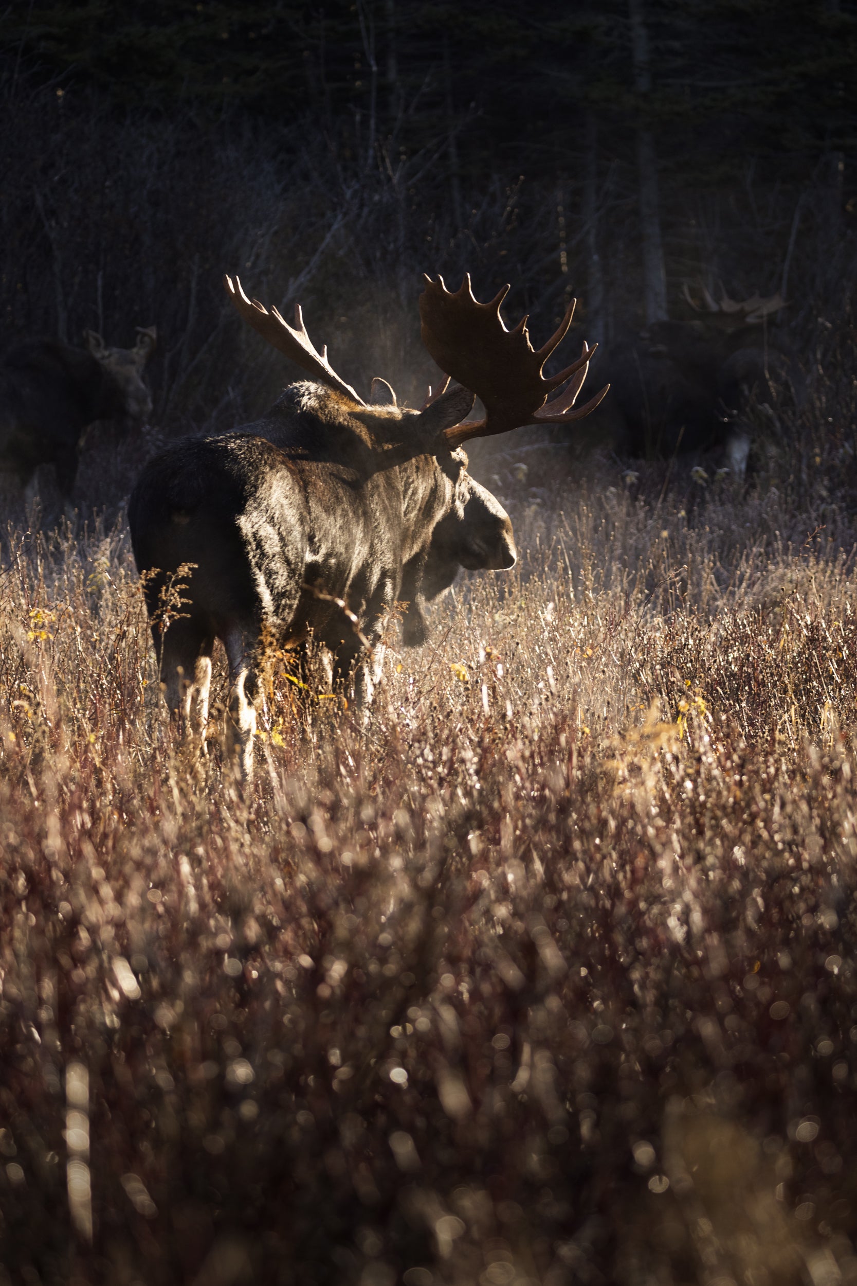 Moose - Fall 098