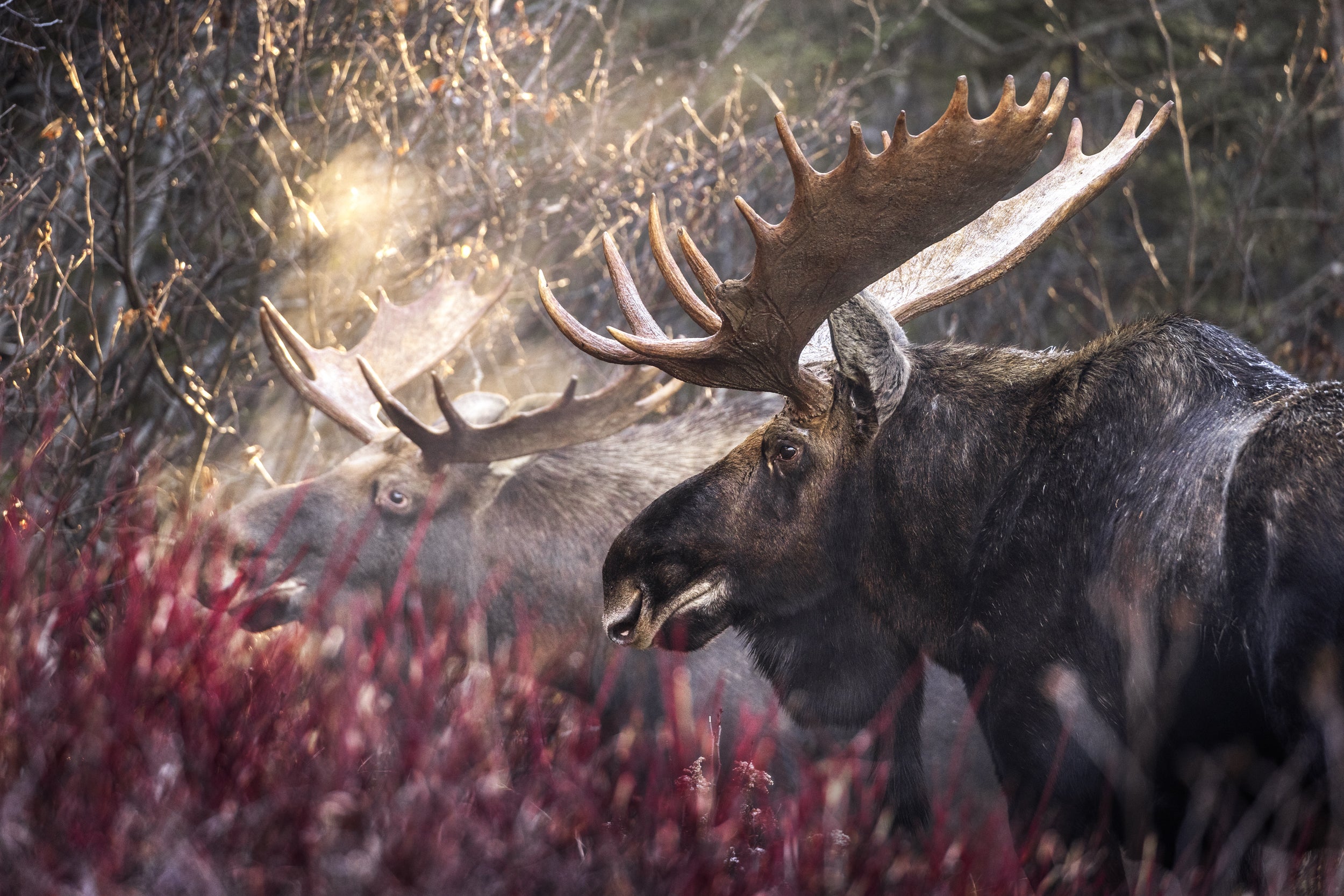 Moose - Fall 099