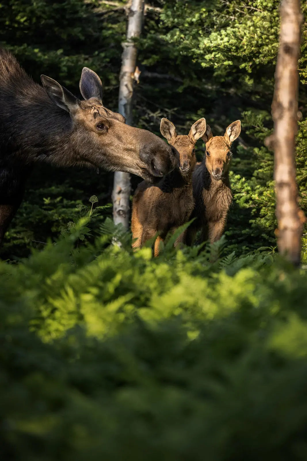 Moose - Summer 097 – Jean-Simon Bégin - Photographe Animalier et ...