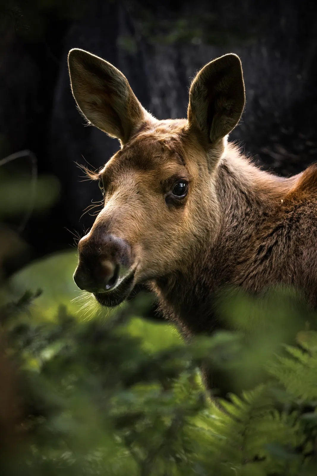 Moose - Summer 097 – Jean-Simon Bégin - Photographe Animalier et ...