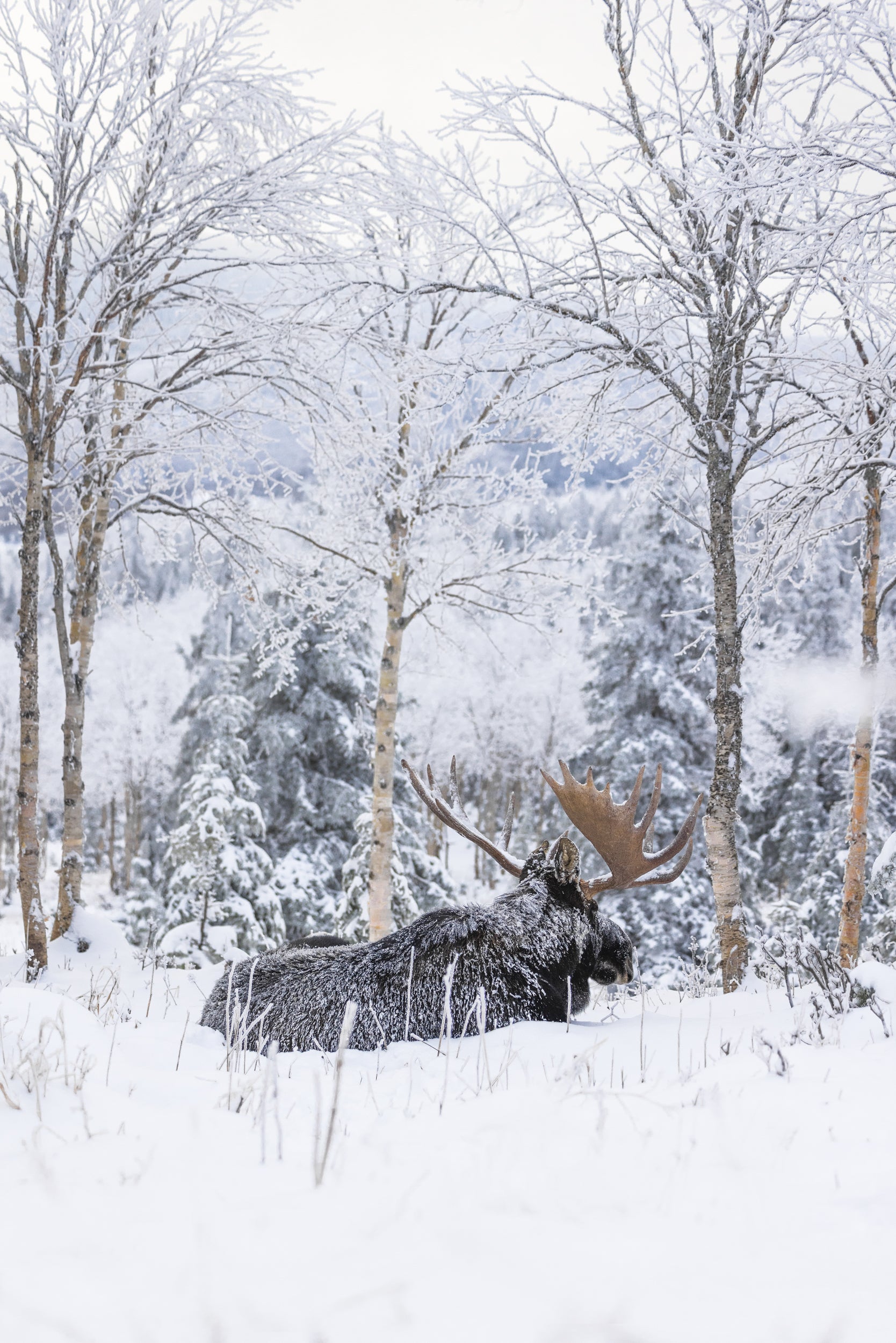 Orignal - Hiver 102