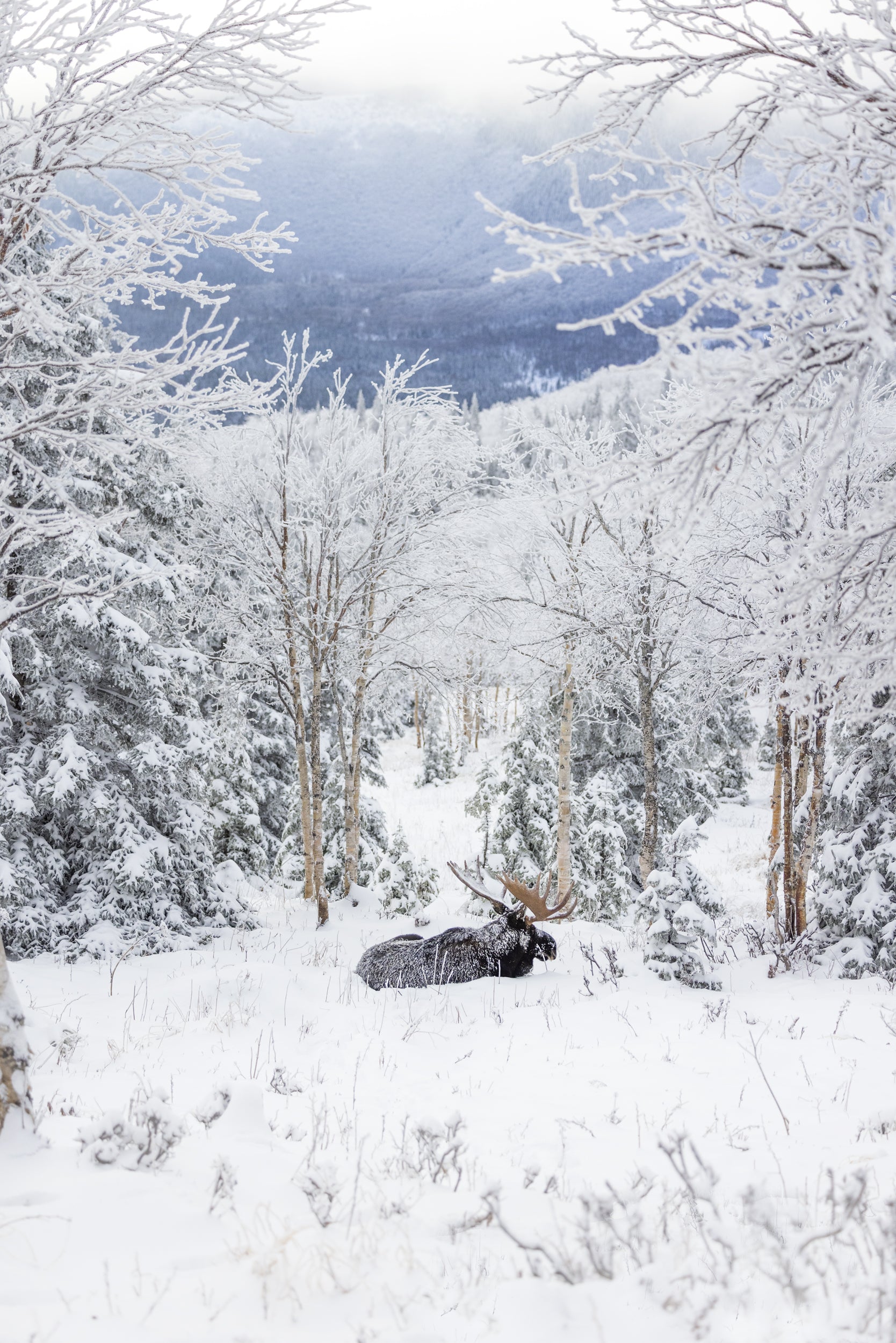 Orignal - Hiver 103