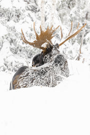 Orignal - Hiver 104