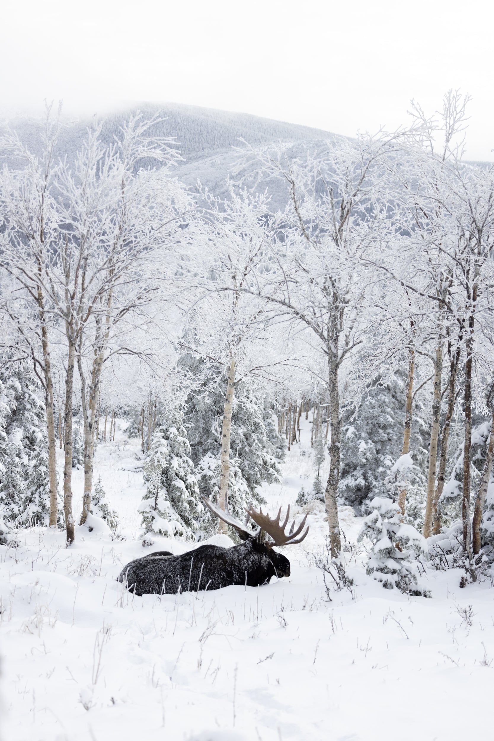 Orignal - Hiver 105