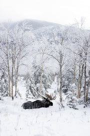 Orignal - Hiver 105