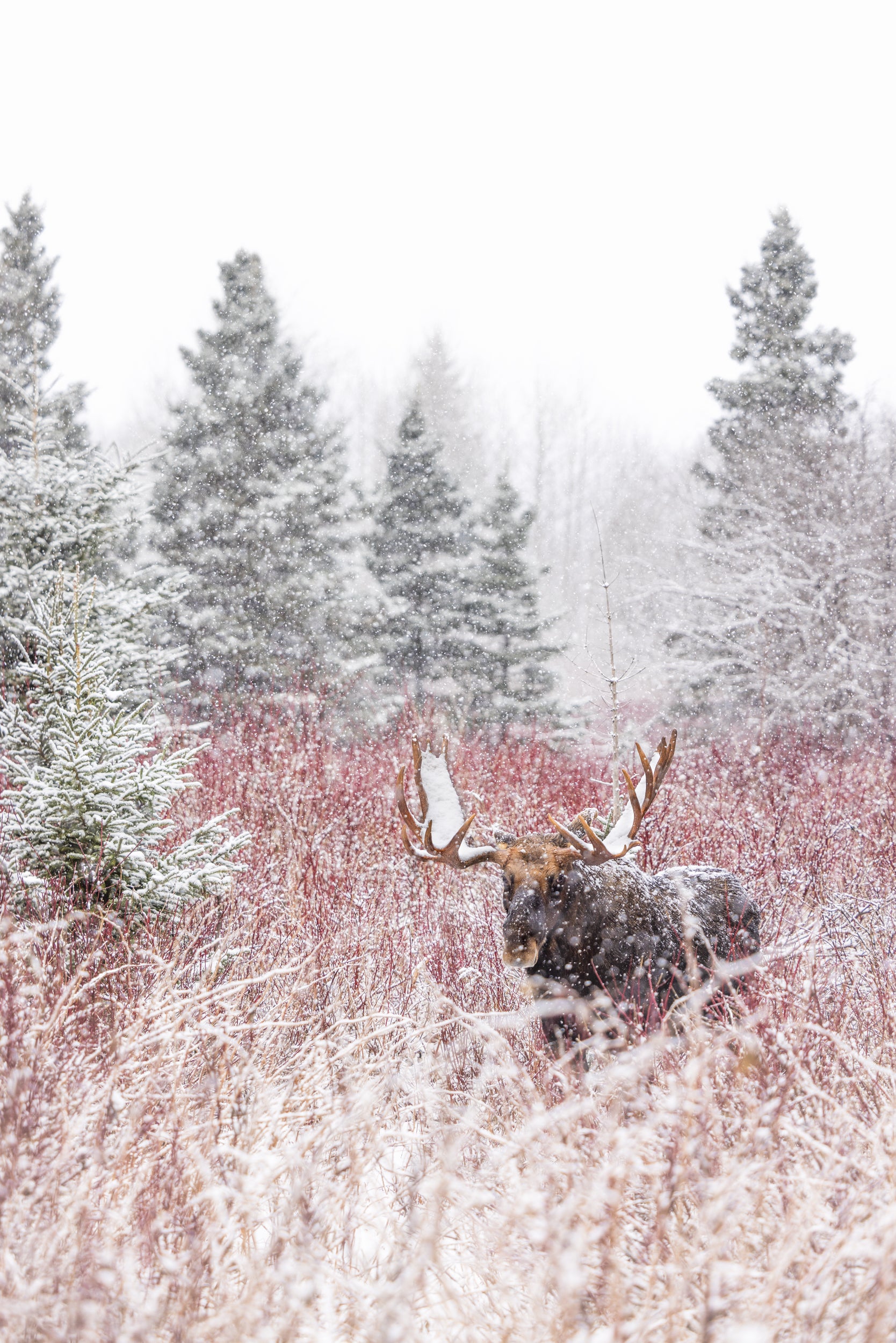 Orignal - Hiver 106