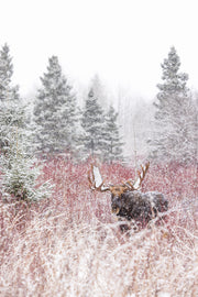 Orignal - Hiver 106
