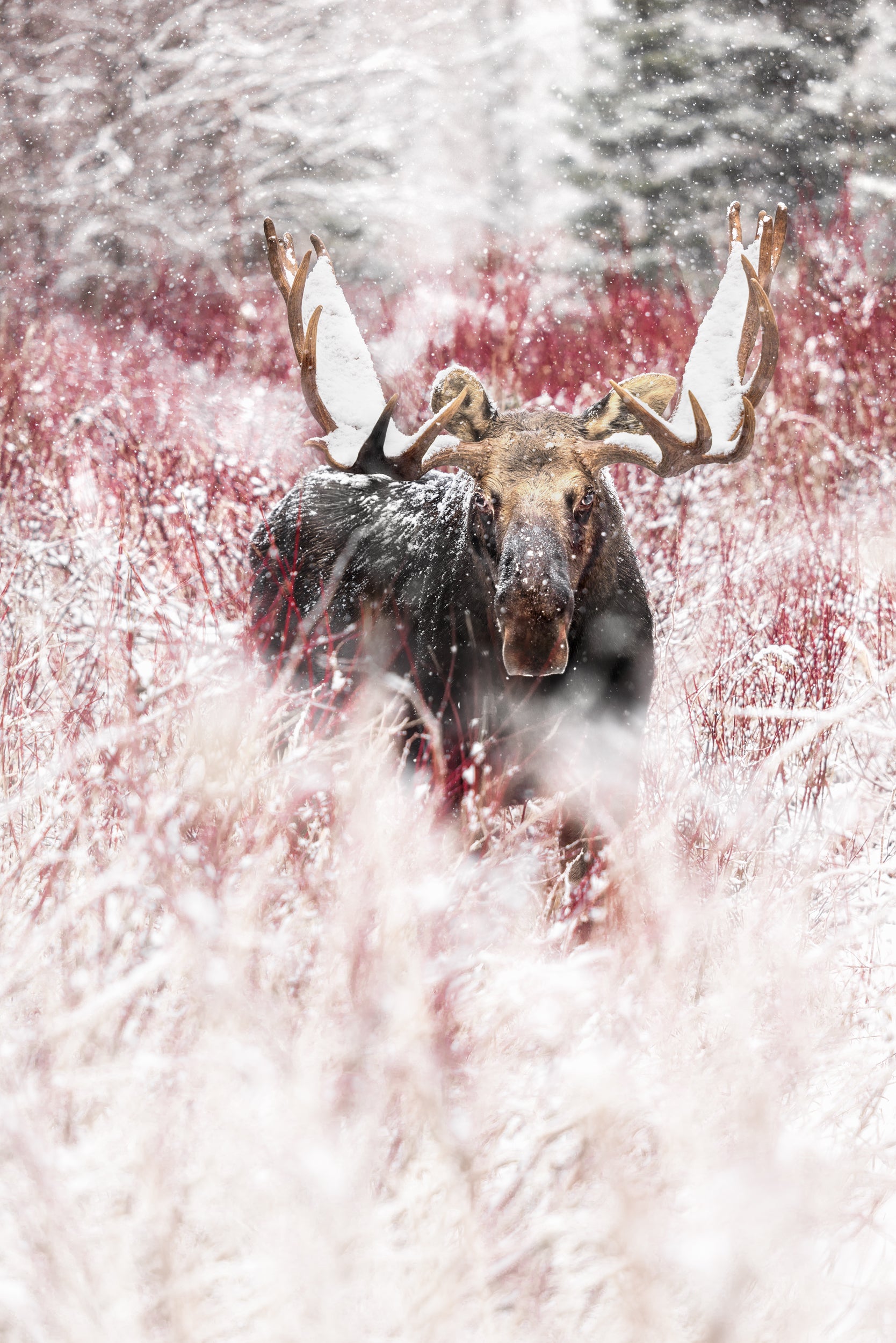 Orignal - Hiver 107