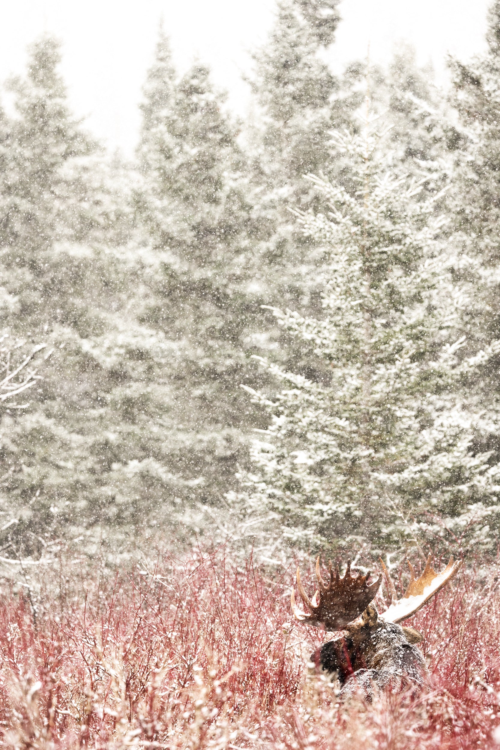 Orignal - Hiver 108