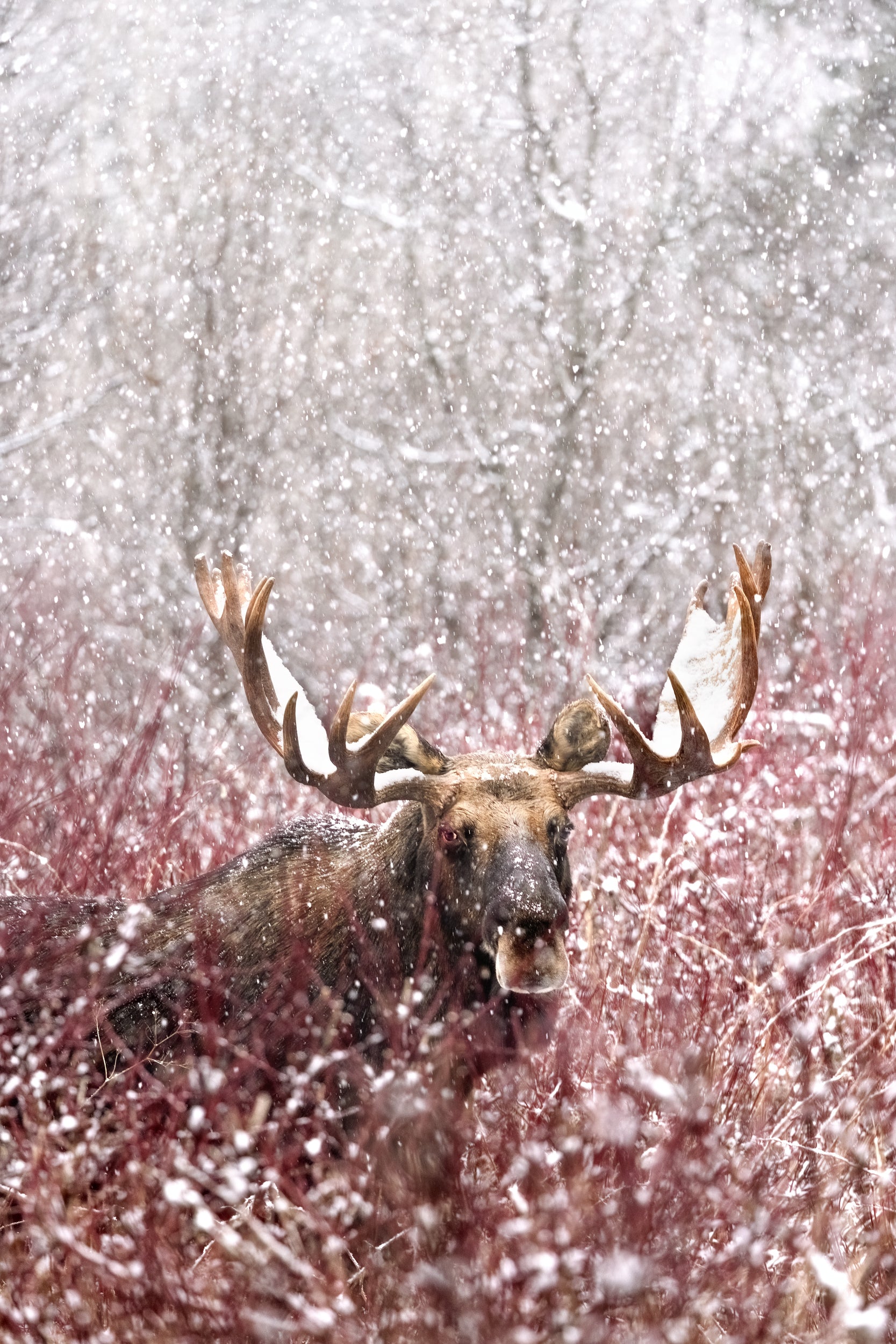 Orignal - Hiver 109