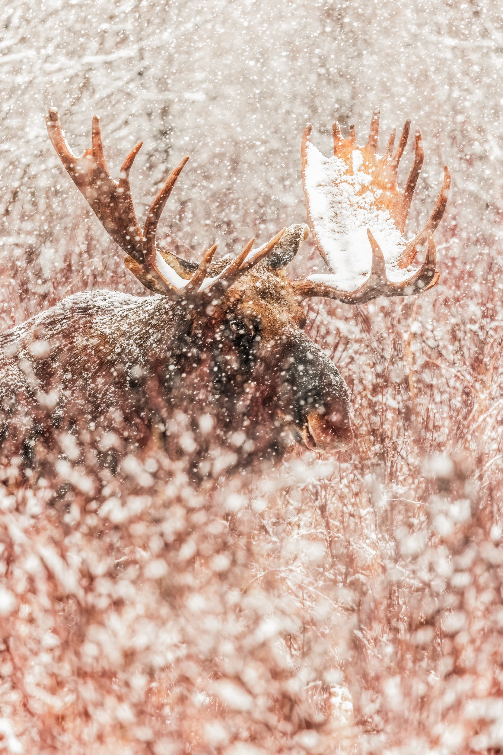 Orignal - Hiver 111
