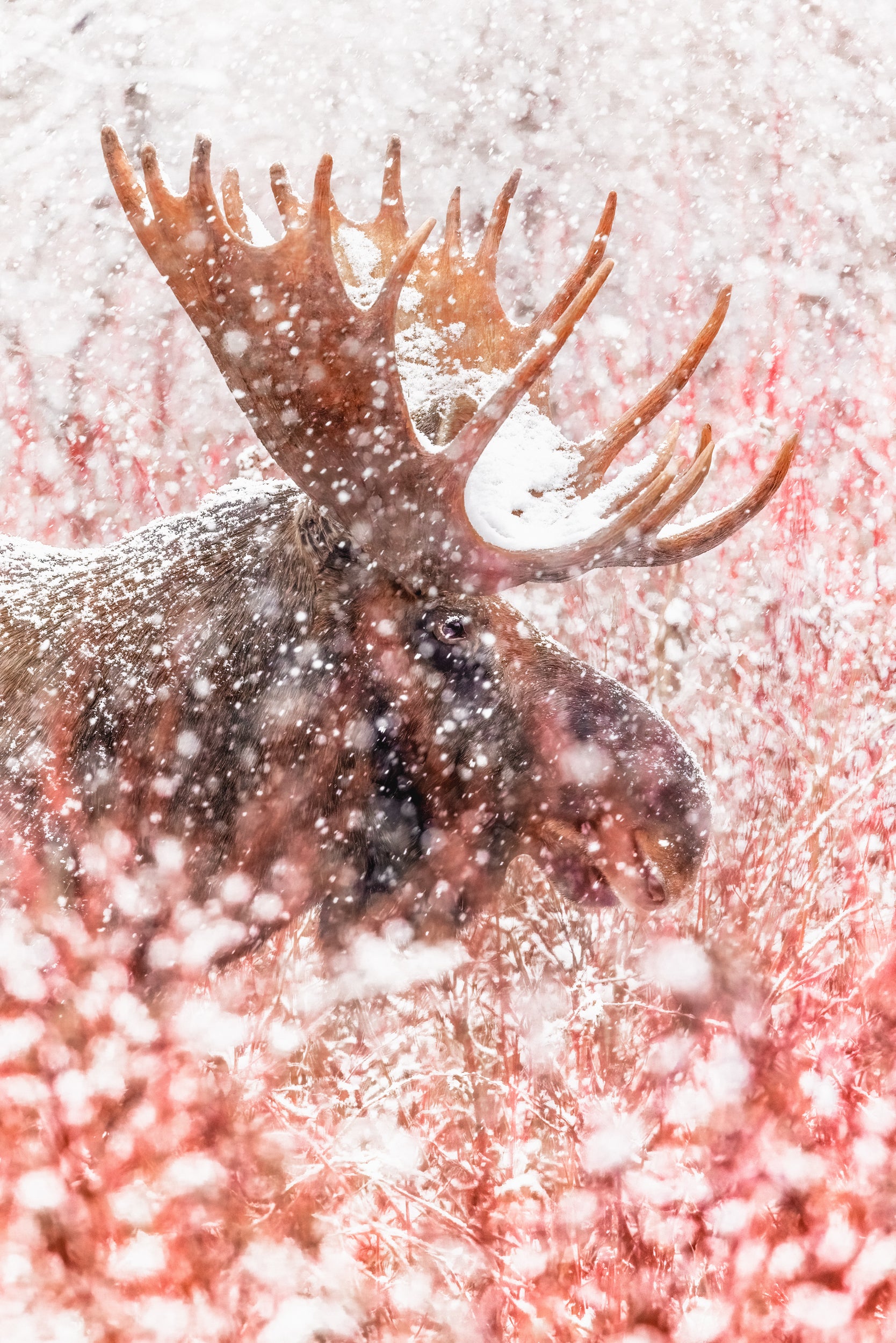 Orignal - Hiver 112