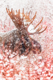 Orignal - Hiver 112