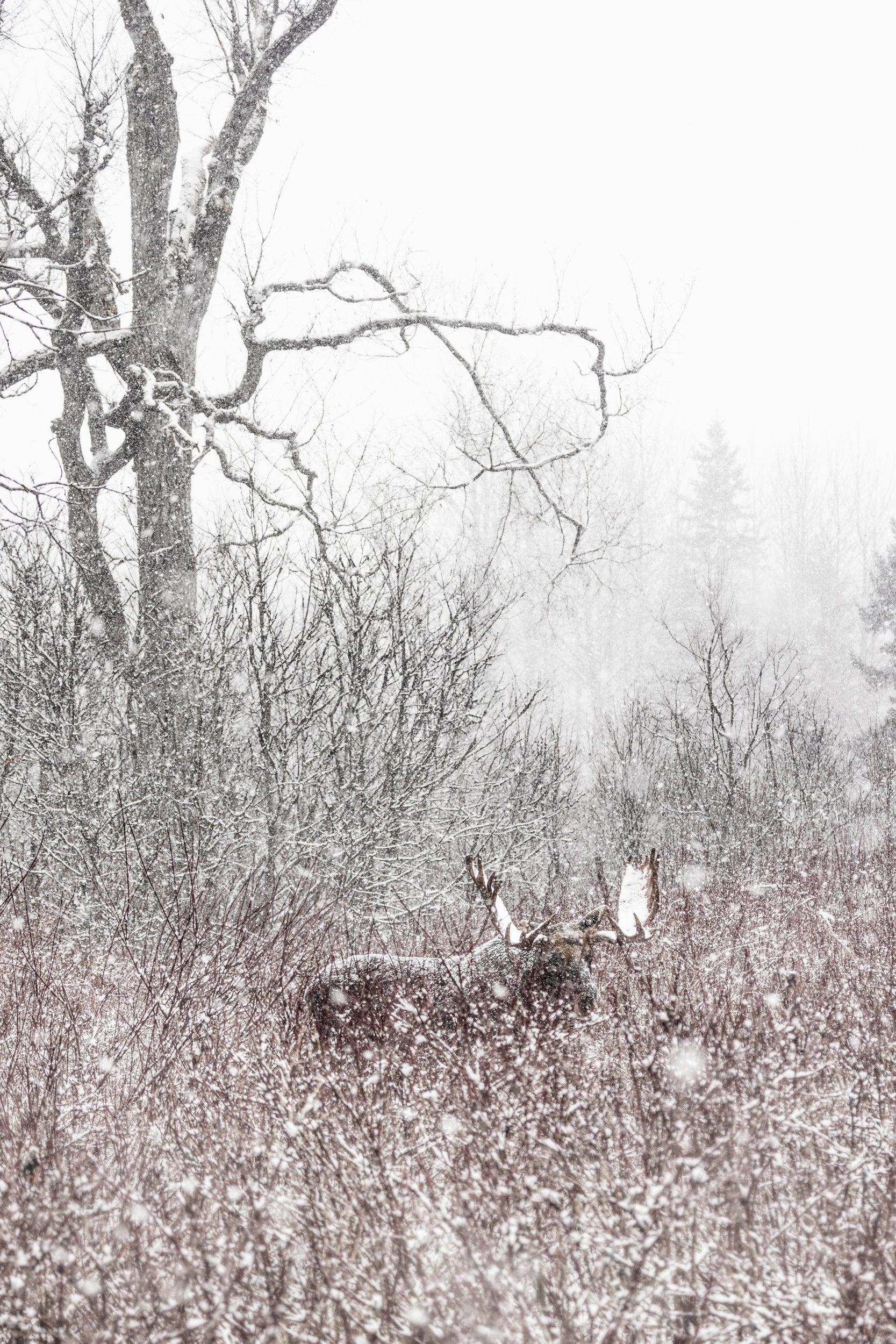 Orignal - Hiver 113