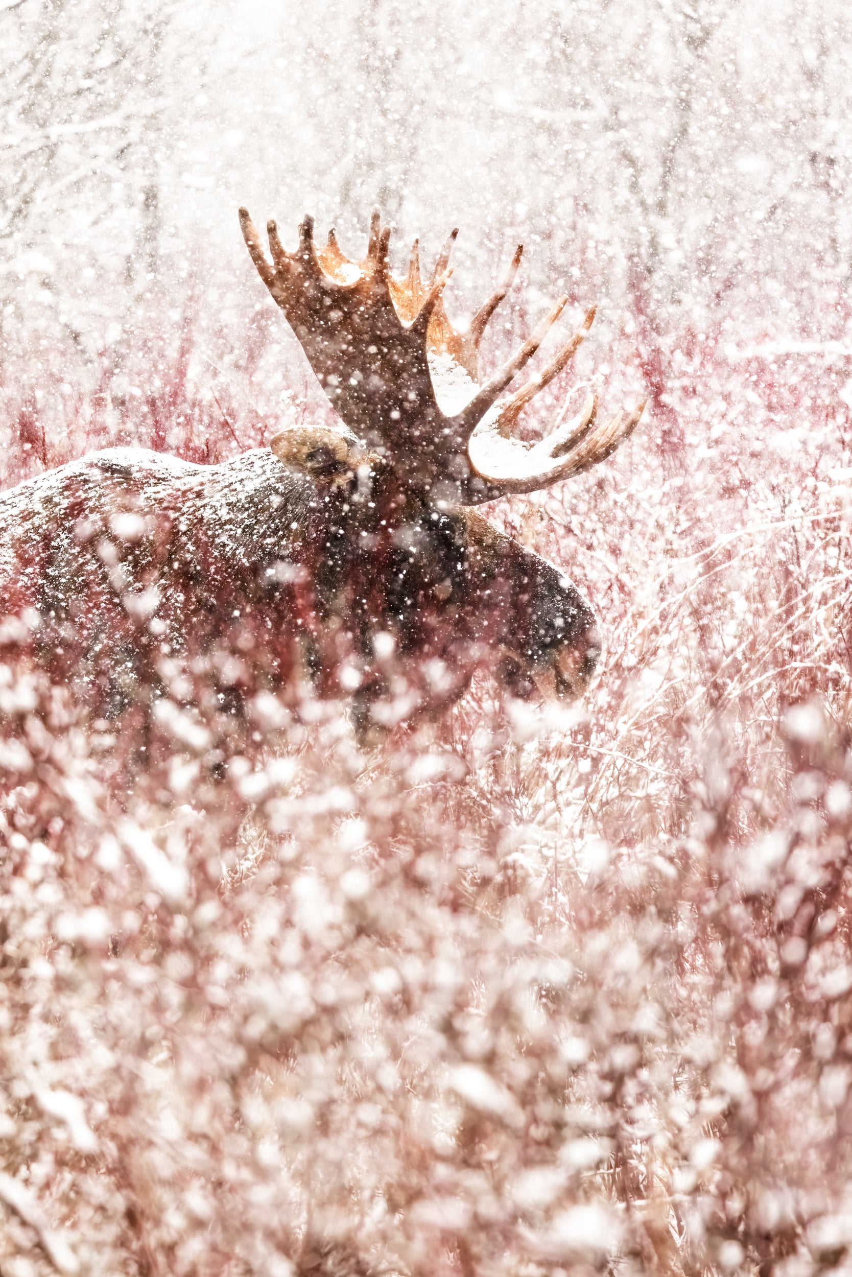Orignal - Hiver 114