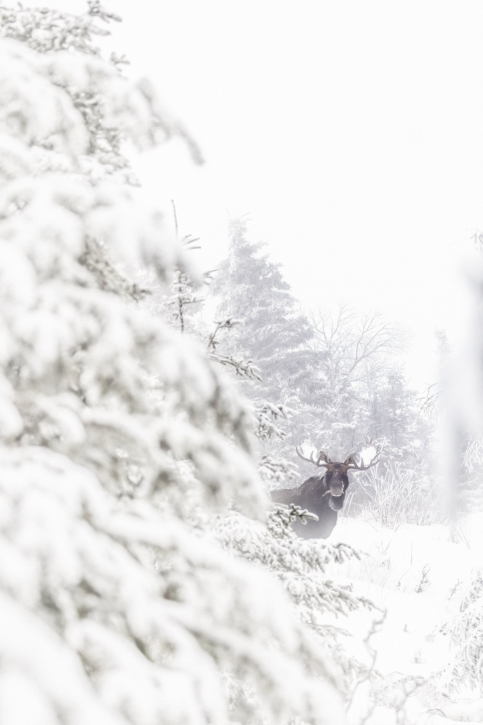 Orignal - Hiver 117