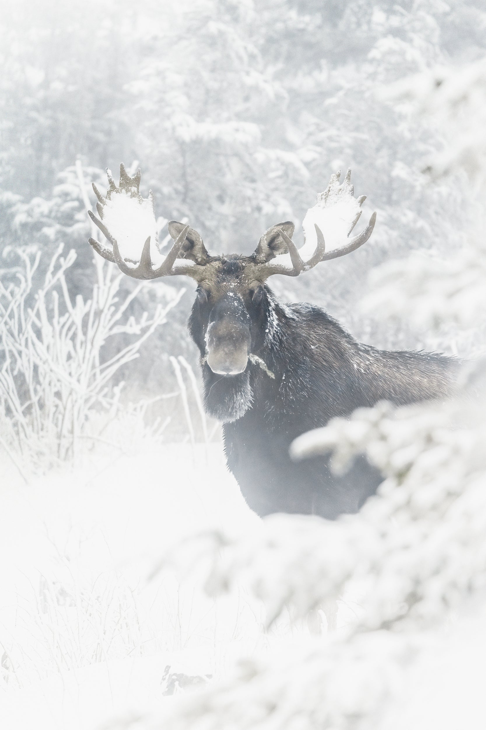 Orignal - Hiver 118