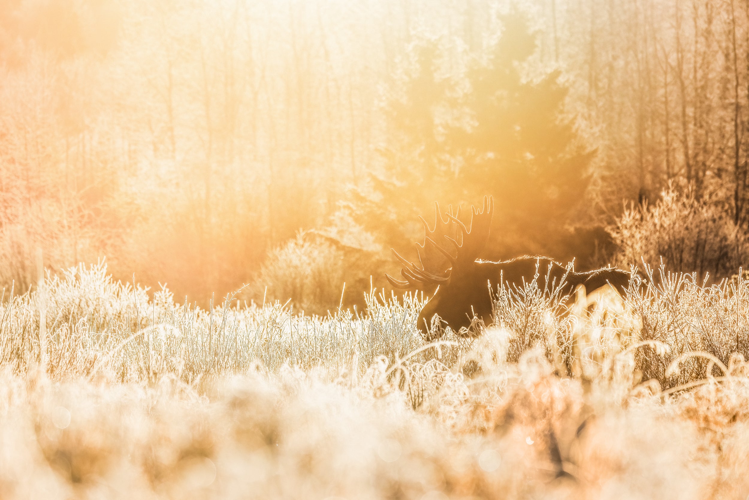 Orignal - Hiver 133