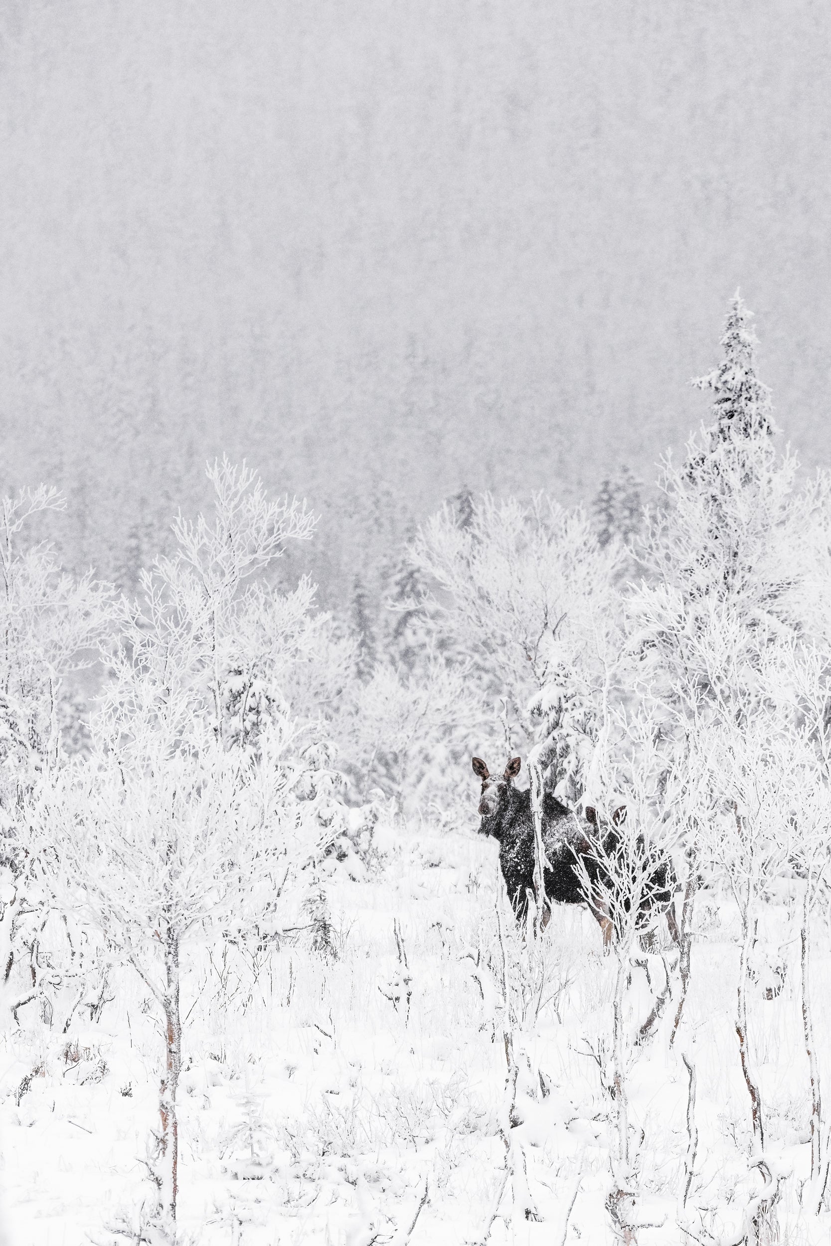 Orignal - Hiver 135
