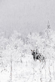 Orignal - Hiver 135