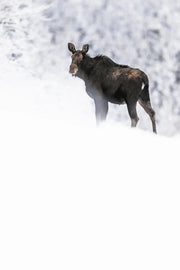 Orignal - Hiver 137 - Jean-Simon Bégin - Photographe Animalier et Artiste Peintre