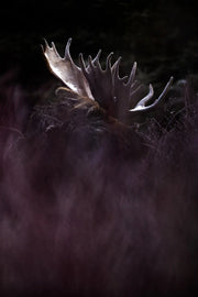 Orignal - Hiver 144 - Jean-Simon Bégin - Photographe Animalier et Artiste Peintre