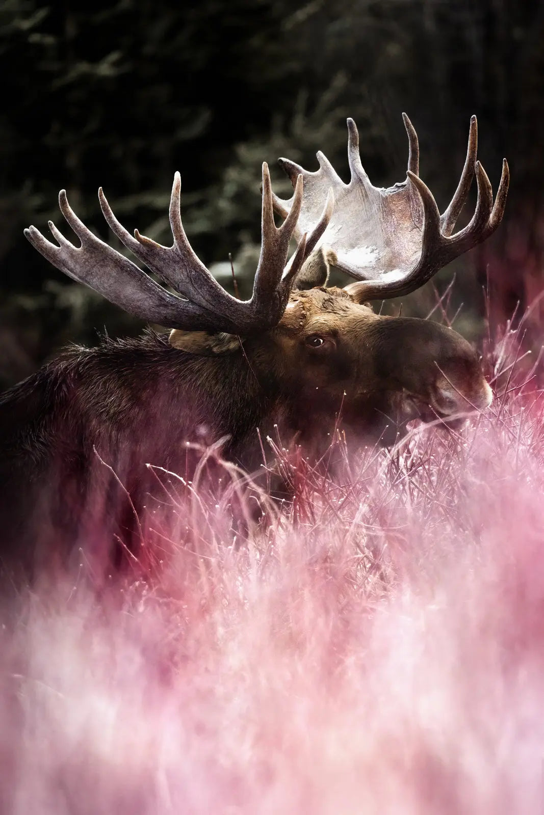 Orignal - Hiver 146 - Jean-Simon Bégin - Photographe Animalier et Artiste Peintre