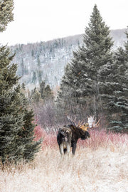 Orignal - Hiver 149 - Jean-Simon Bégin - Photographe Animalier et Artiste Peintre