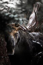 Orignal - Hiver 153 - Jean-Simon Bégin - Photographe Animalier et Artiste Peintre