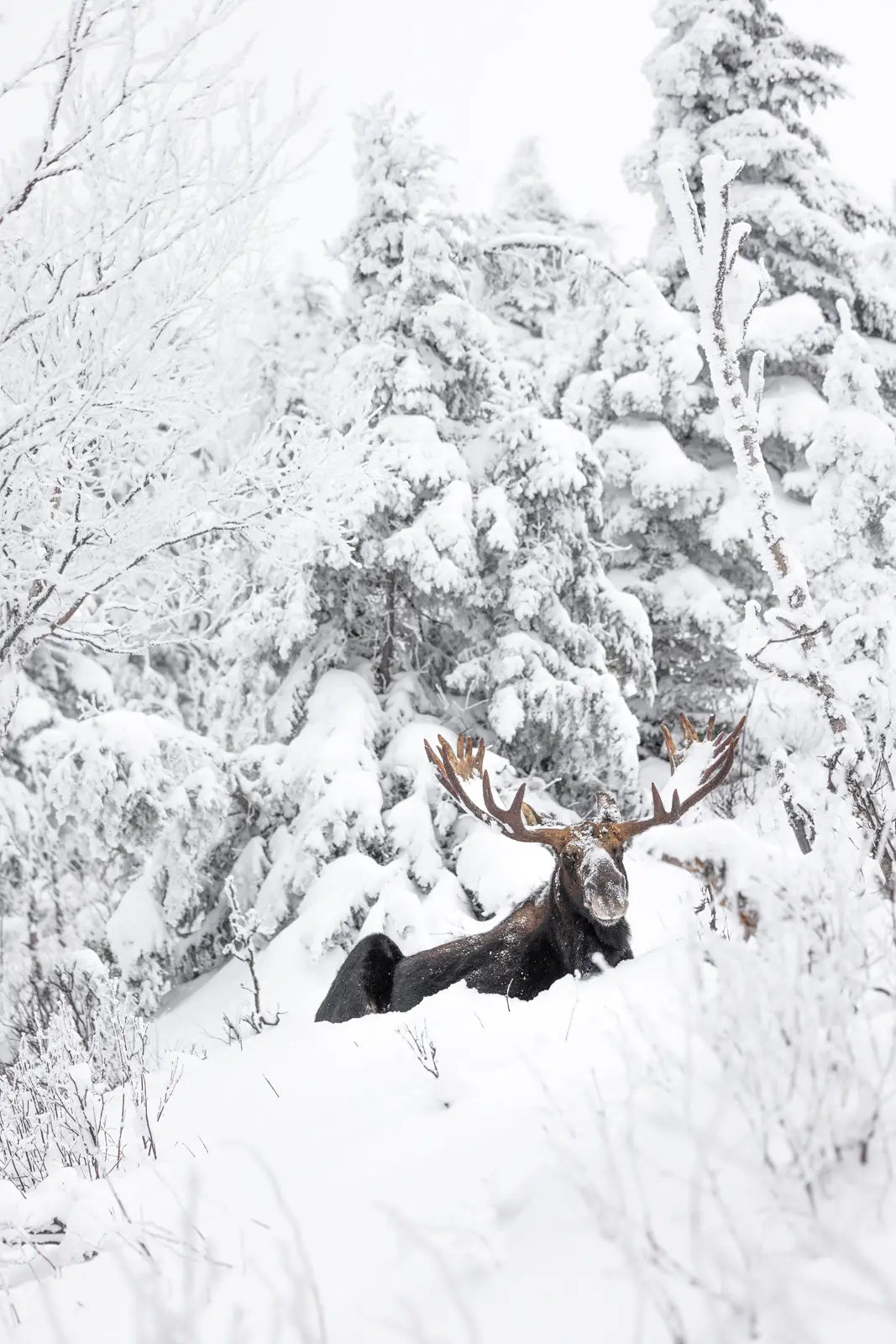 Orignal - Hiver 157 - Jean-Simon Bégin - Photographe Animalier et Artiste Peintre