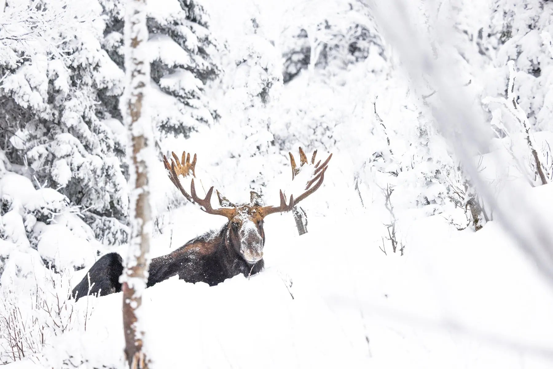 Orignal - Hiver 158 - Jean-Simon Bégin - Photographe Animalier et Artiste Peintre