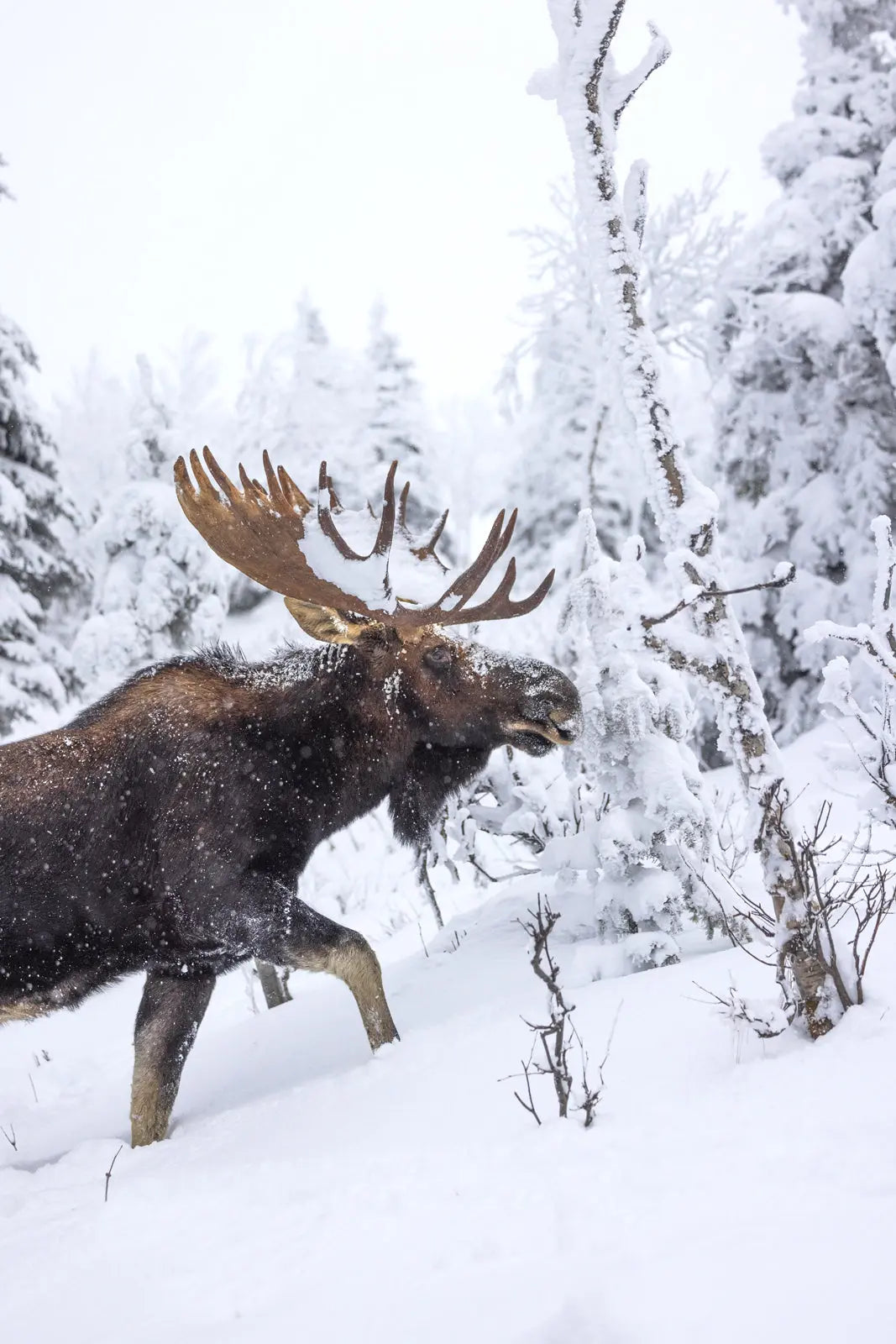 Orignal - Hiver 162 - Jean-Simon Bégin - Photographe Animalier et Artiste Peintre